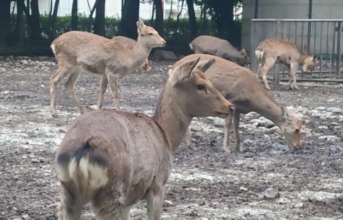 奈良生まれなの⁉ 三嶋大社の神鹿