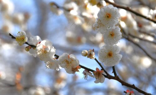 春を告げる梅の花、裾野中央公園