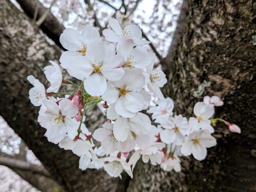 桜を愛でる