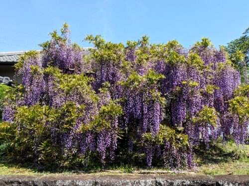 藤の花と富士山